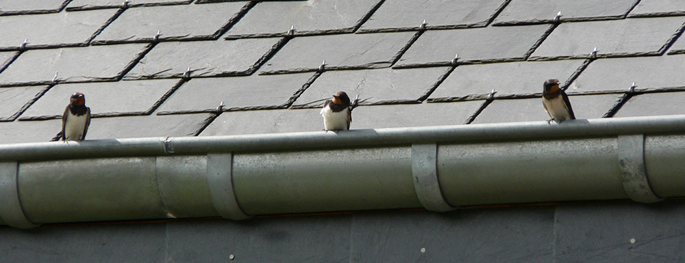 Pose de gouttières en zinc et PVC à Rang-du-Flier (62180) dans Le Pas-De-Calais (62)